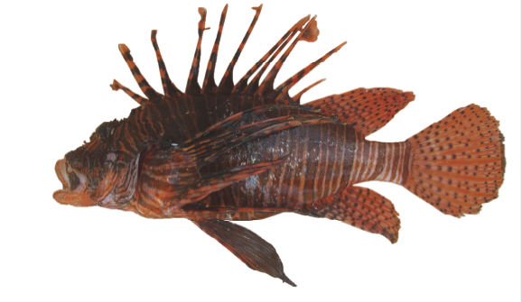 pesce-scorpione