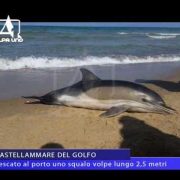 CASTELLAMMARE DEL GOLFO Pescato al porto uno squalo volpe lungo 2,5 metri
