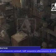 TRAPANI Maltrattamento animali, GdF sequestra allevamento di volatili