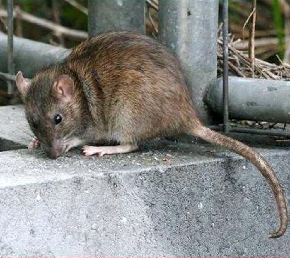Серая крыса направление эволюции. Серая крыса. Загорелая крыса (Rattus adustus).