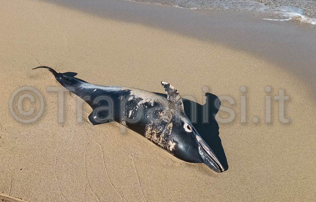 delfino