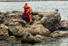 Salvato un cagnolino su uno scoglio a Sferracavallo, non riusciva a tornare a riva